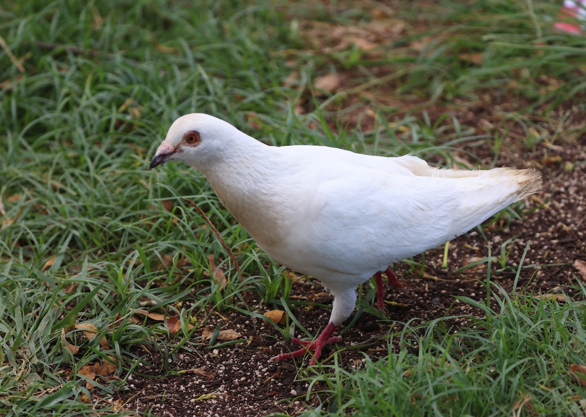 Сизый голубь (Одомашненного типа) - ML619507405