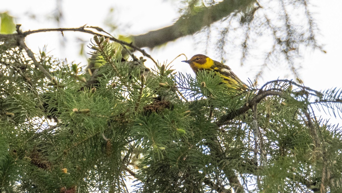 Cape May Warbler - ML619507457