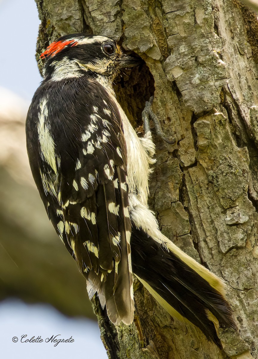 Downy Woodpecker - ML619507471