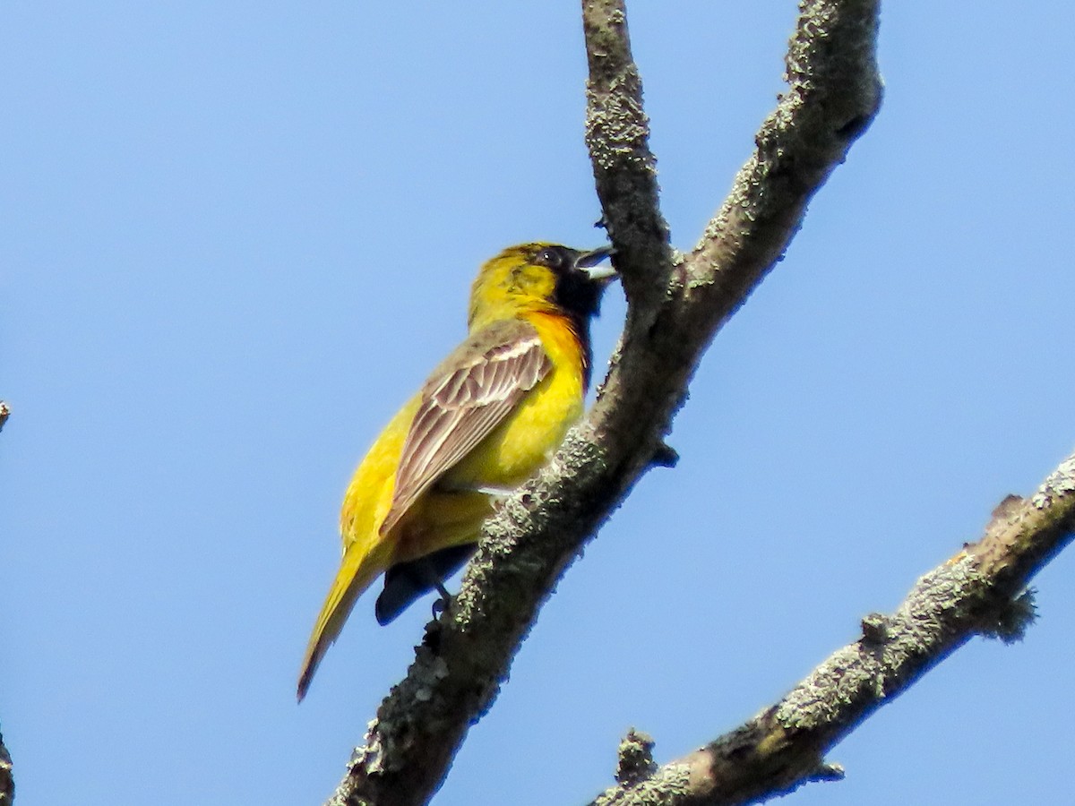 Orchard Oriole - ML619507474