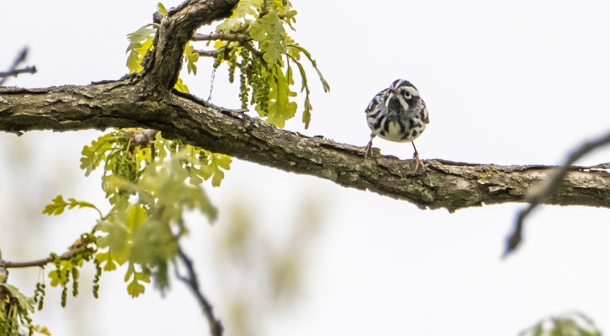 Black-and-white Warbler - ML619507485