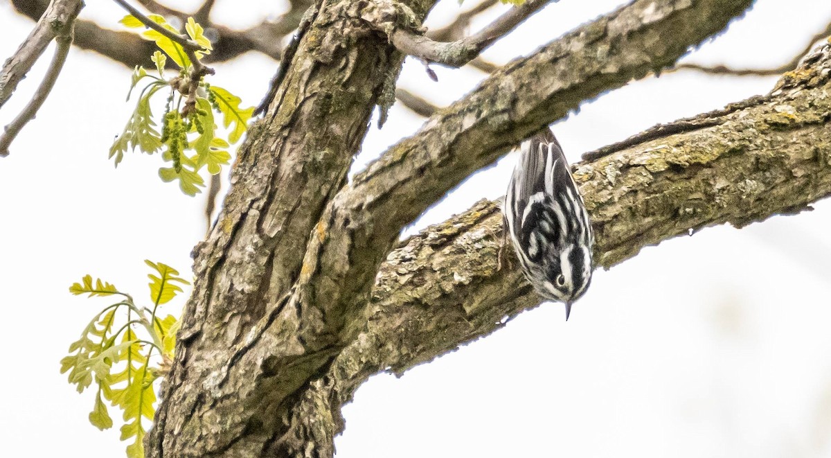 Black-and-white Warbler - ML619507486