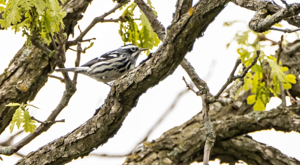 Black-and-white Warbler - ML619507487