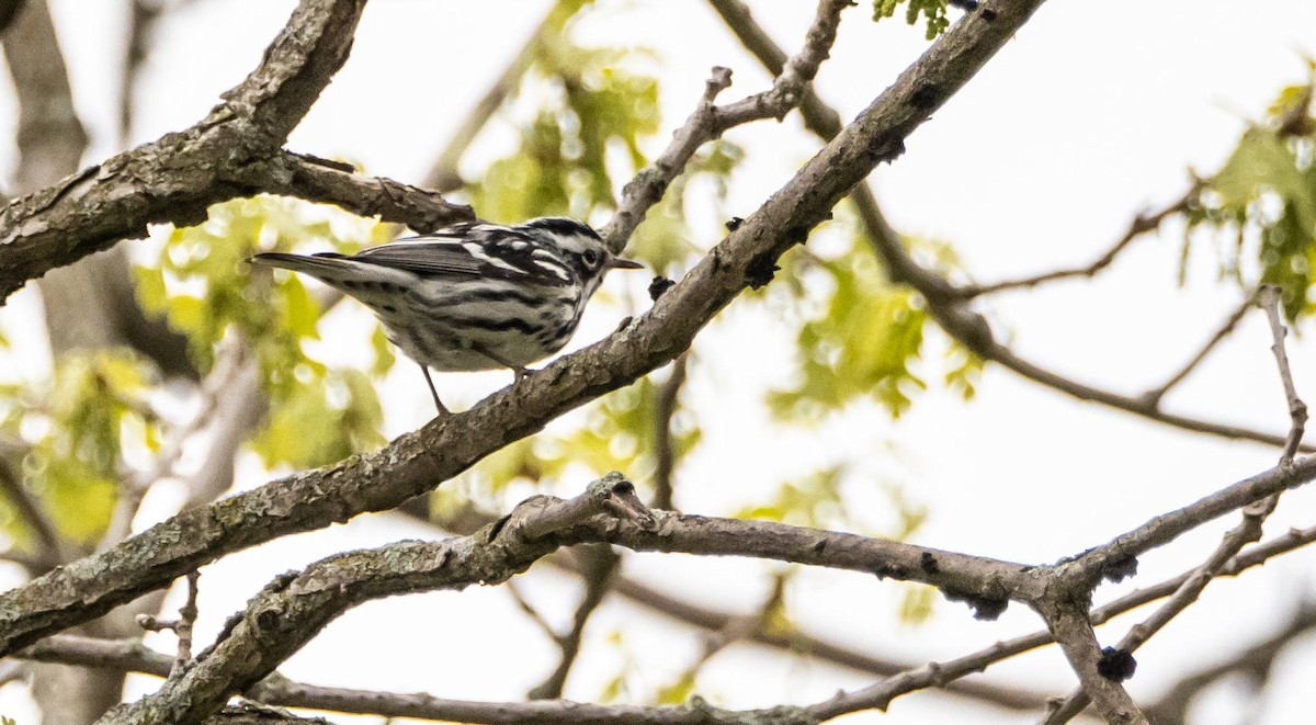 Black-and-white Warbler - ML619507488
