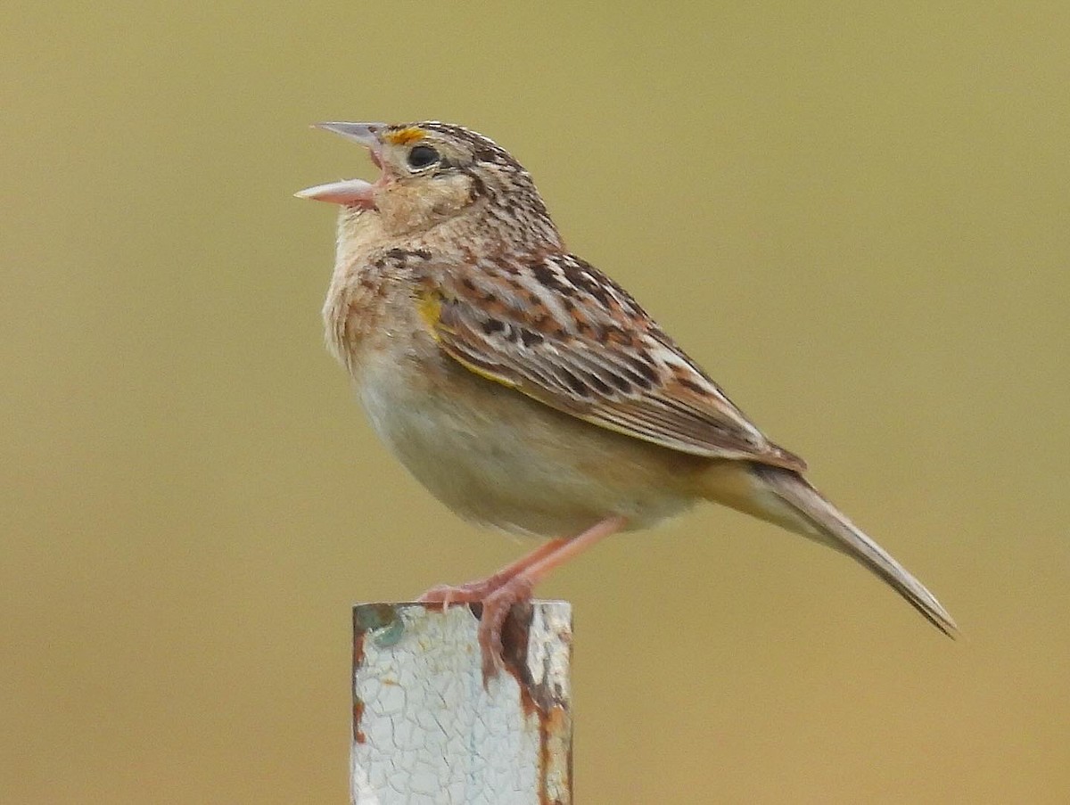Grasshopper Sparrow - ML619507527