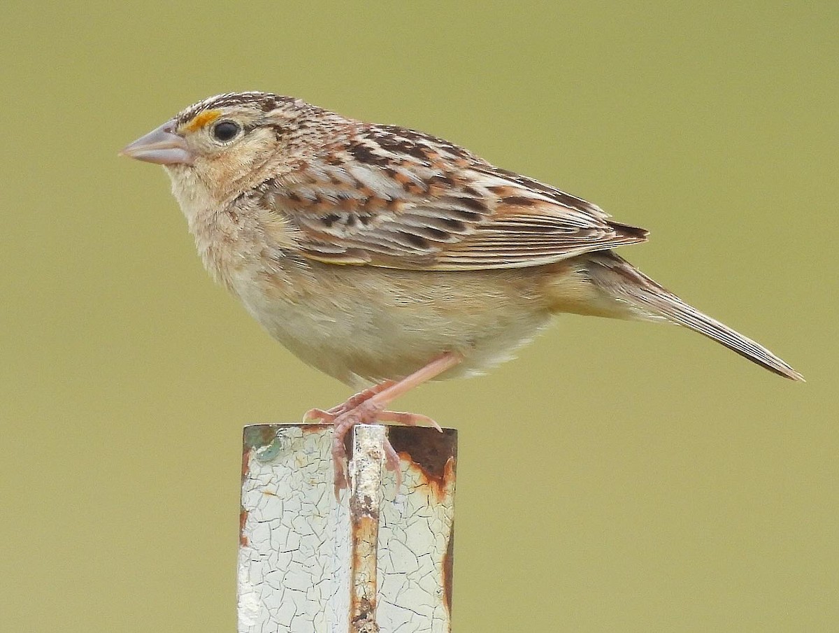 Grasshopper Sparrow - ML619507528