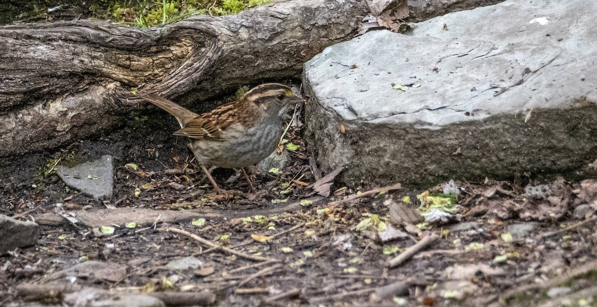 White-throated Sparrow - ML619507537