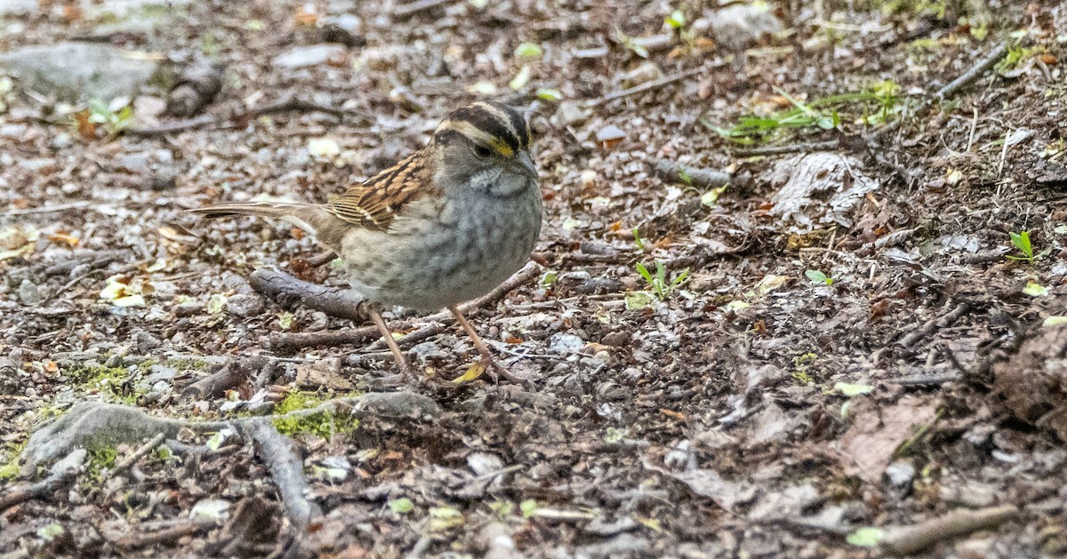 White-throated Sparrow - ML619507538