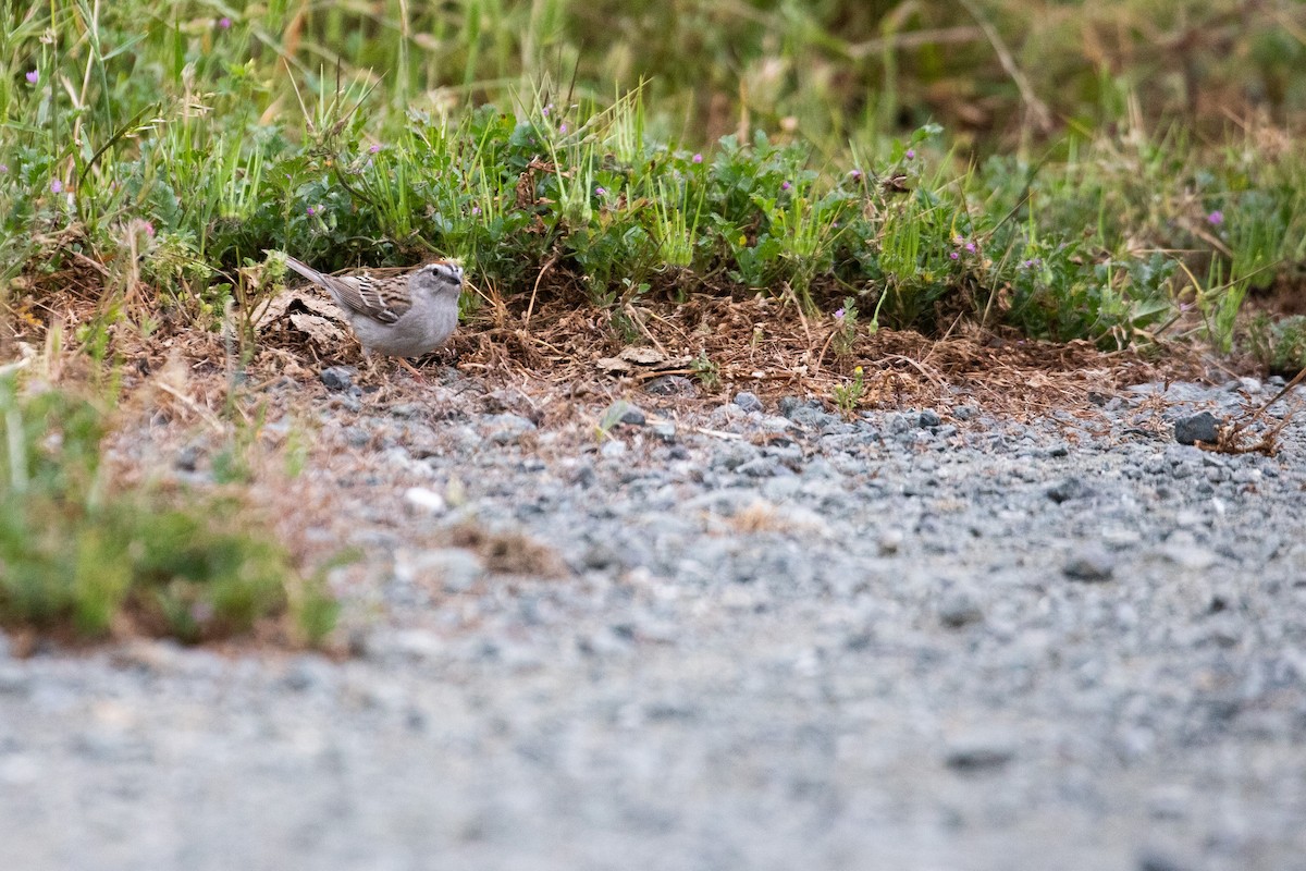 Chipping Sparrow - ML619507539