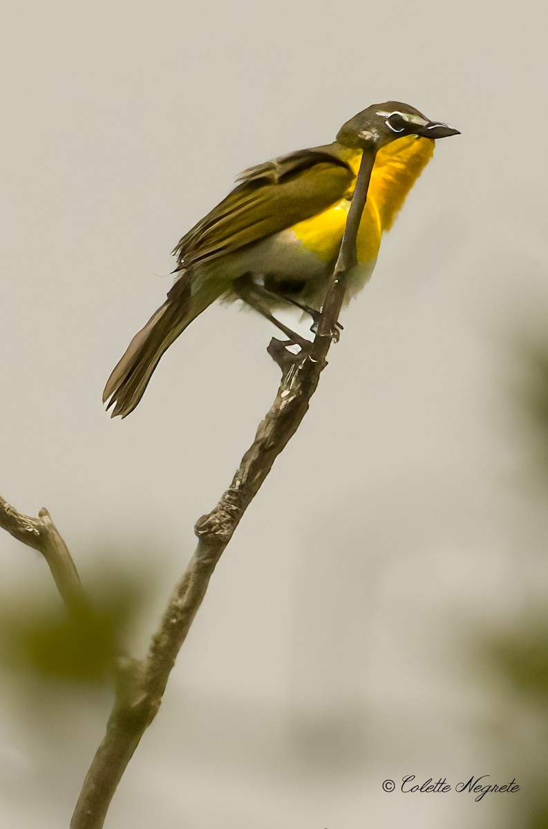 Yellow-breasted Chat - ML619507566