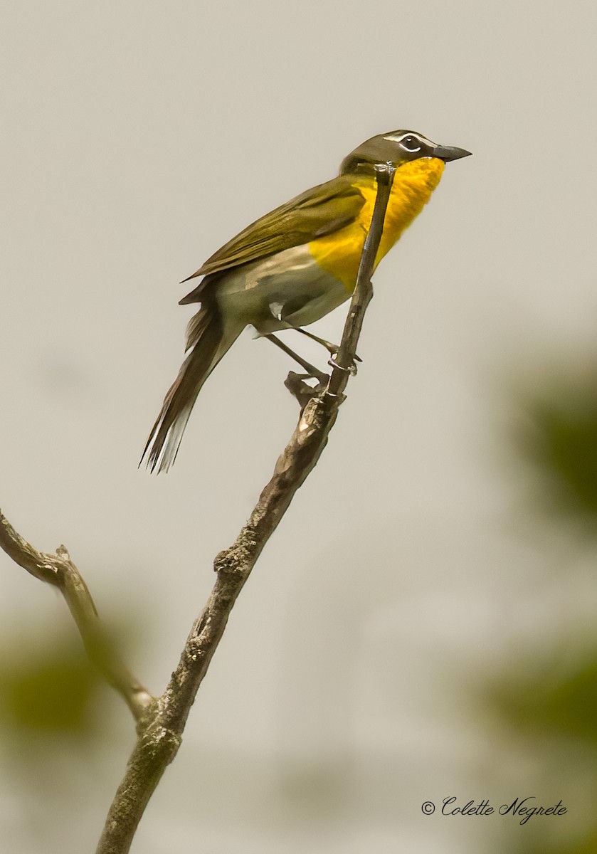 Yellow-breasted Chat - ML619507567