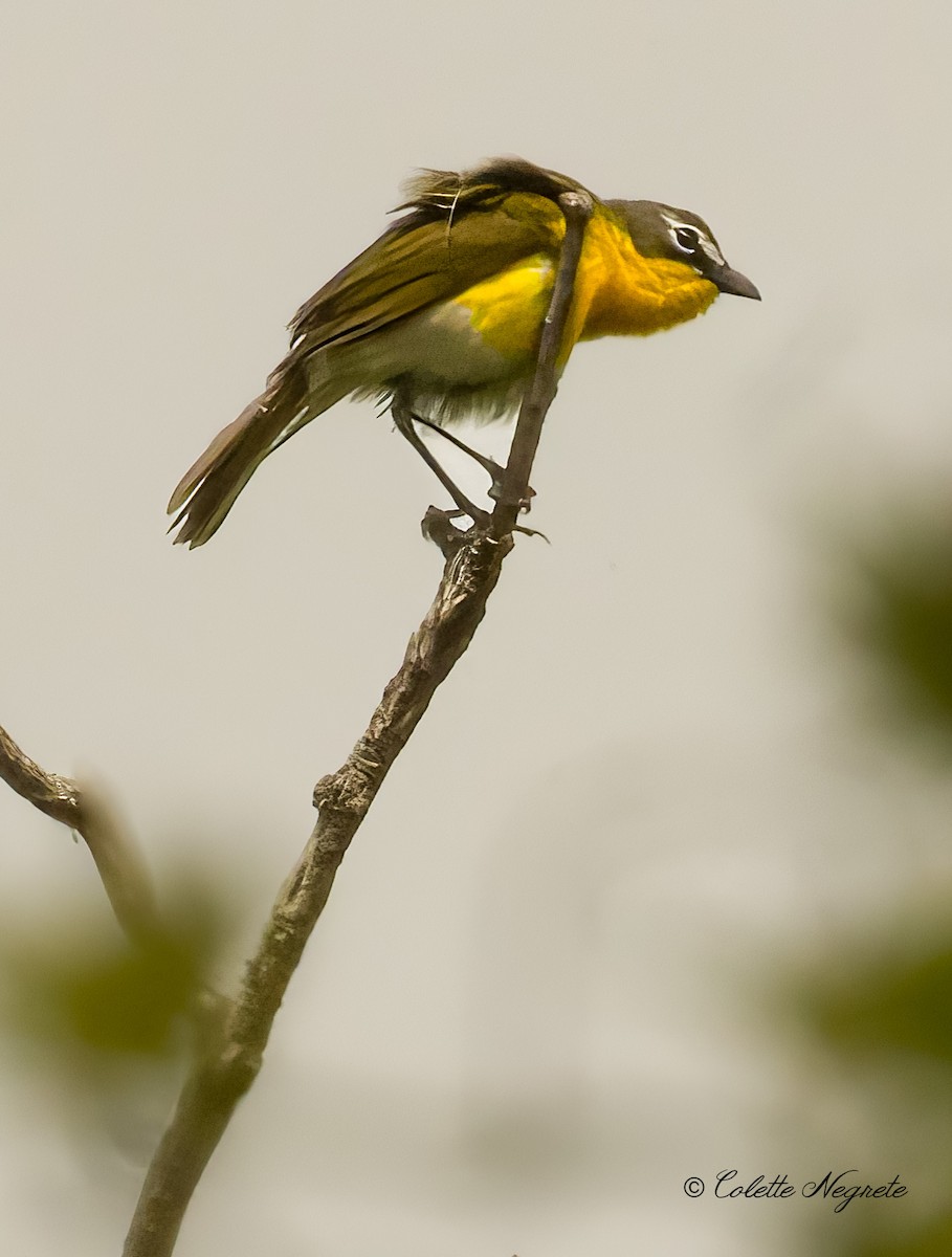 Yellow-breasted Chat - ML619507568