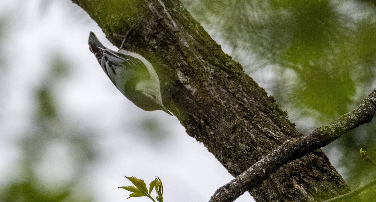White-breasted Nuthatch - ML619507577