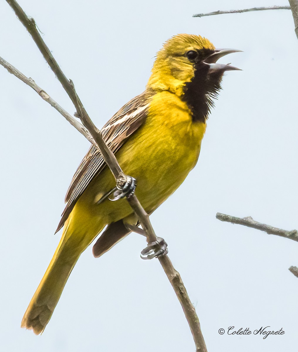 Orchard Oriole - ML619507599