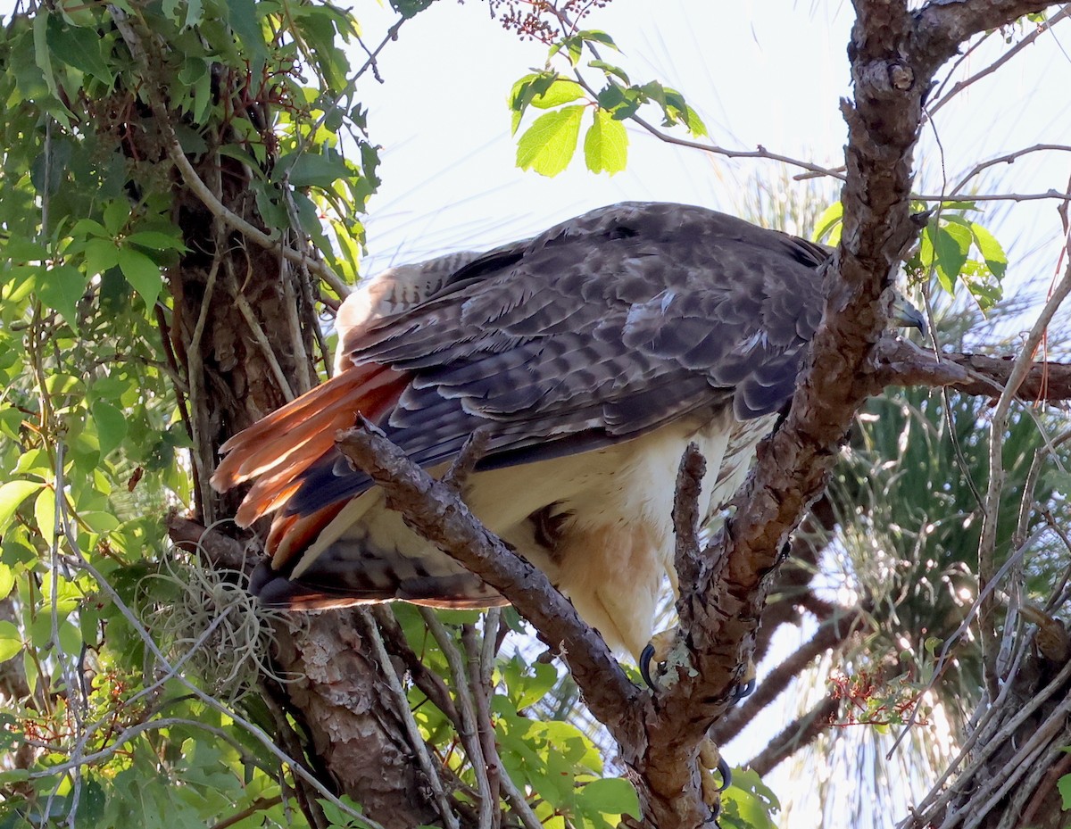 Red-tailed Hawk - ML619507603