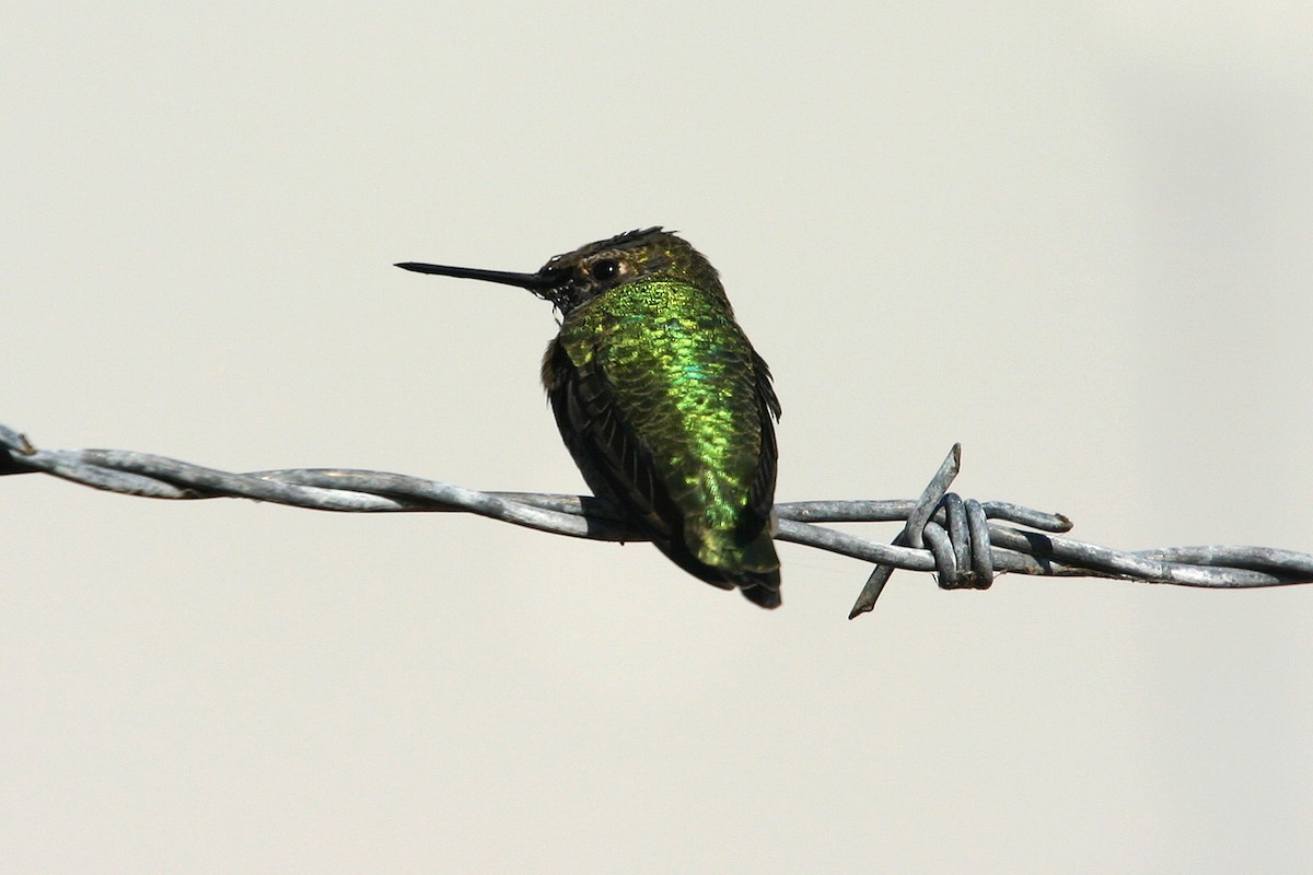 Anna's Hummingbird - ML619507627
