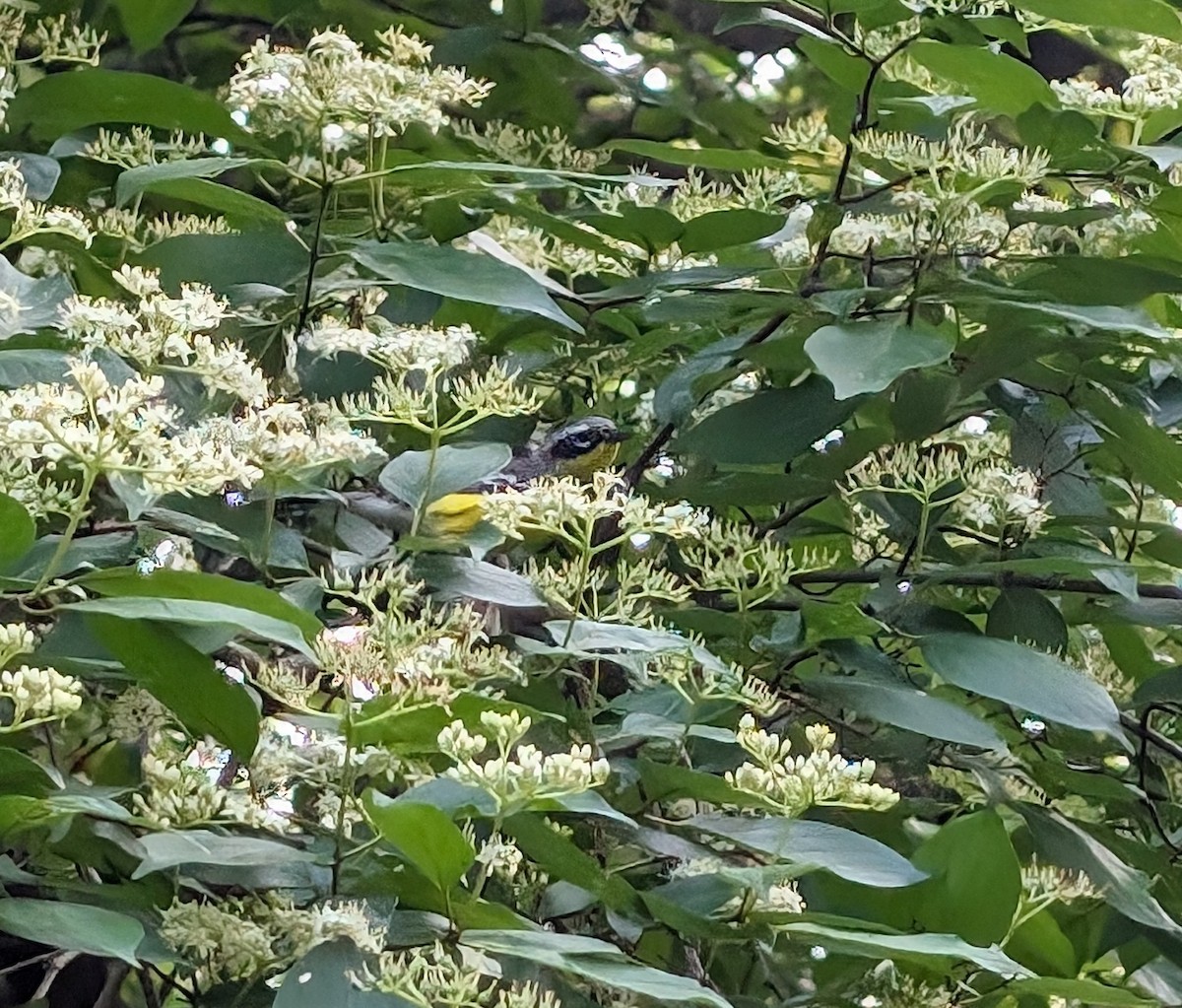 Magnolia Warbler - ML619507646