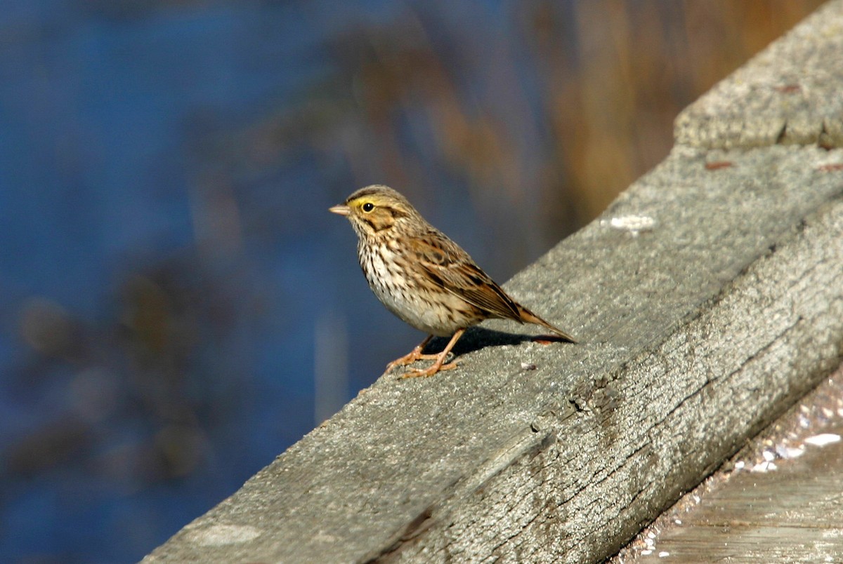 Savannah Sparrow - ML619507699