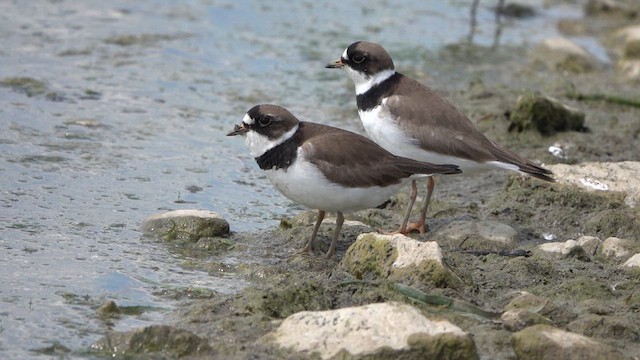 Semipalmated Plover - ML619507718