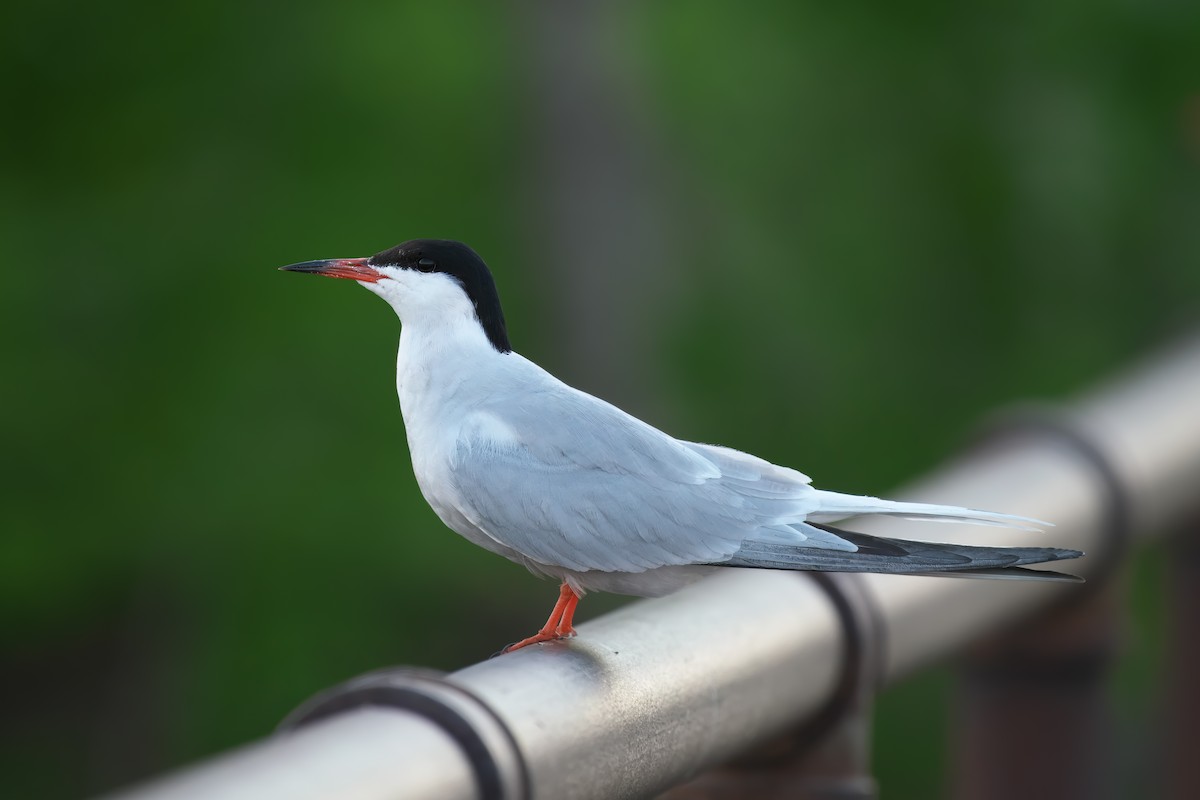 Common Tern - ML619507721