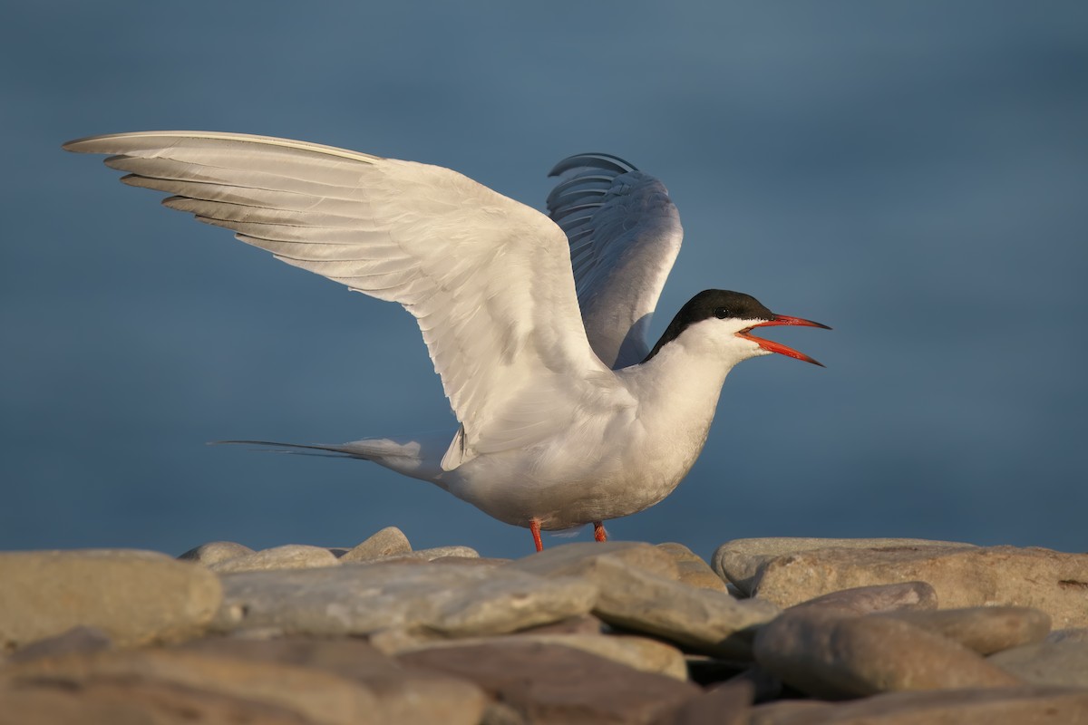 Common Tern - ML619507722