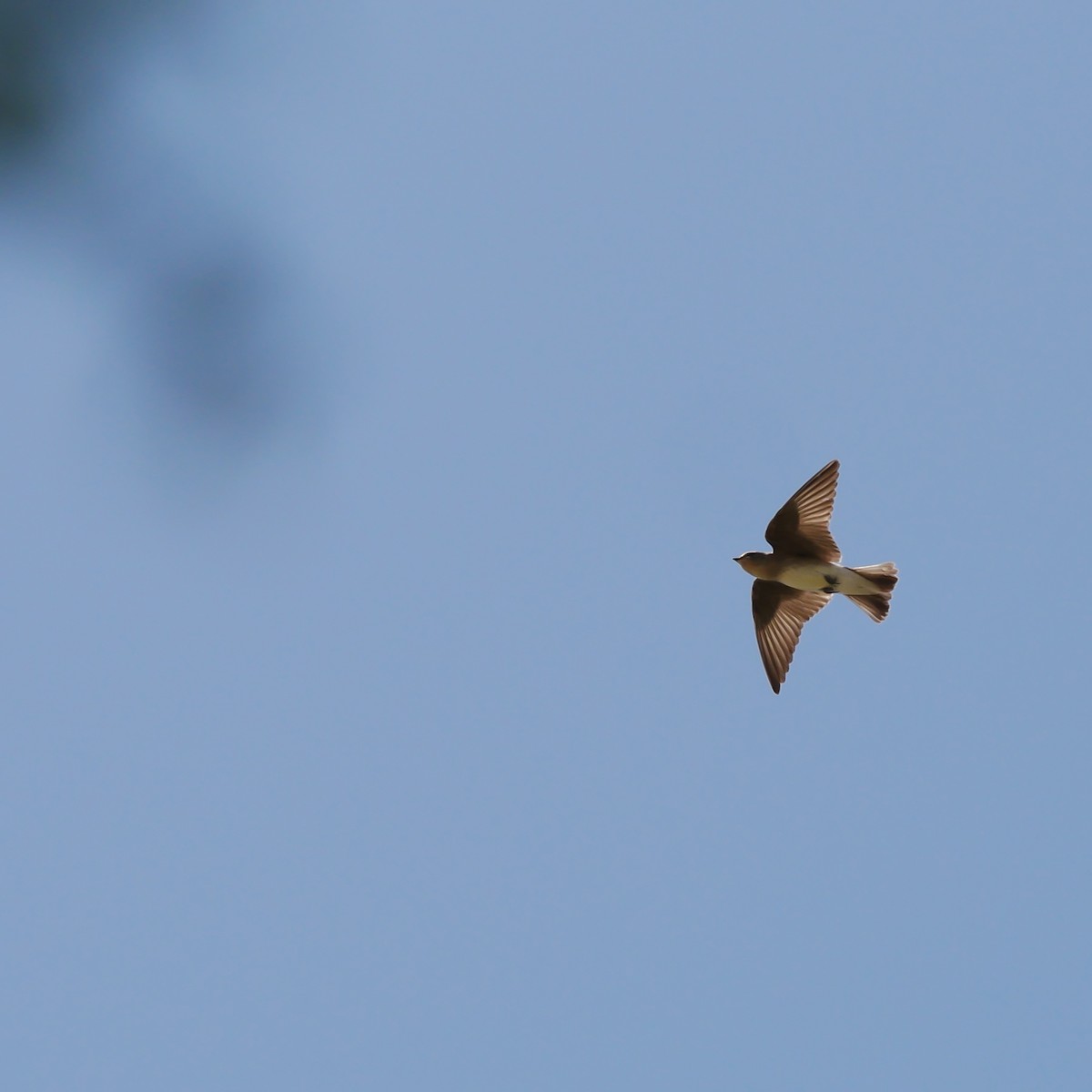 Northern Rough-winged Swallow - ML619507762