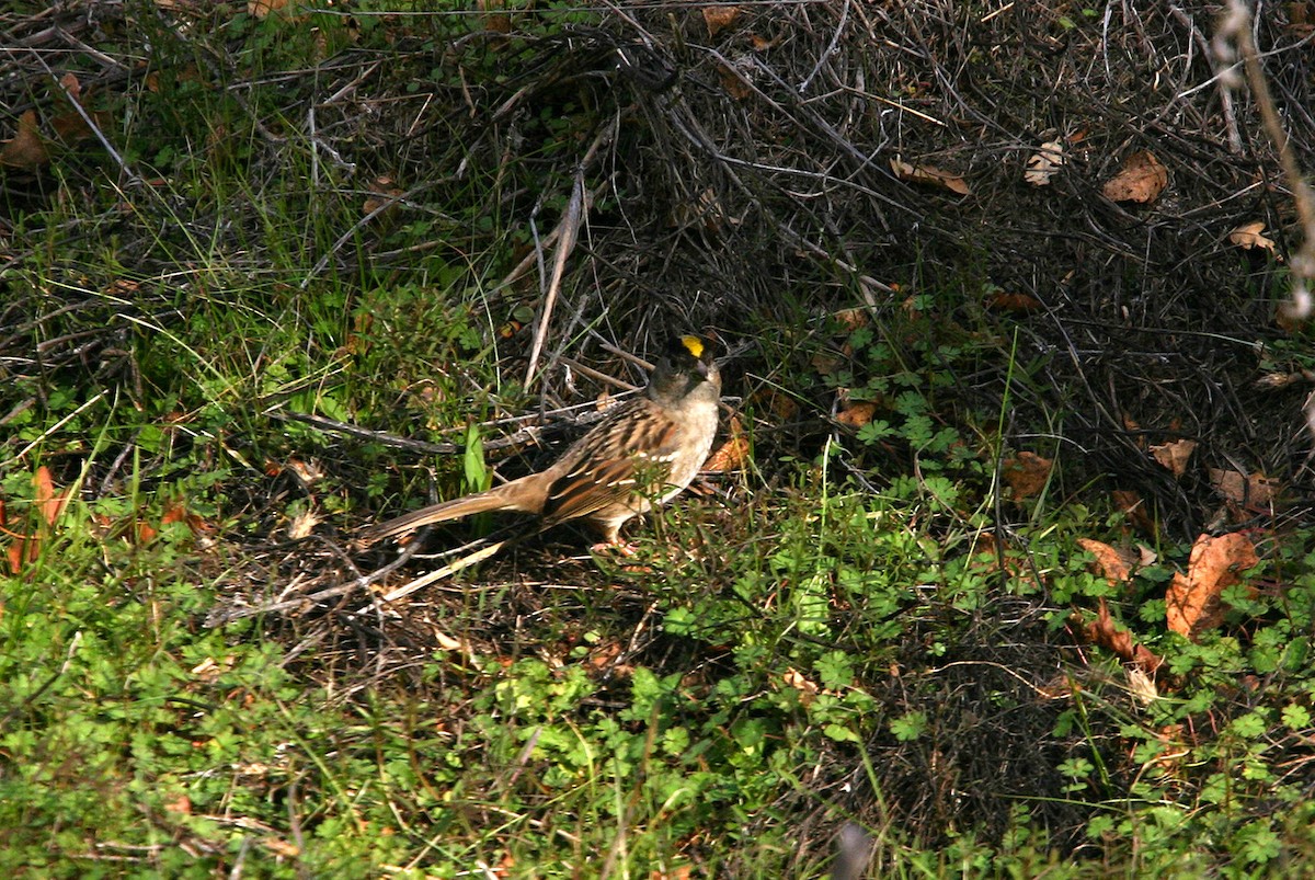 Golden-crowned Sparrow - ML619507774