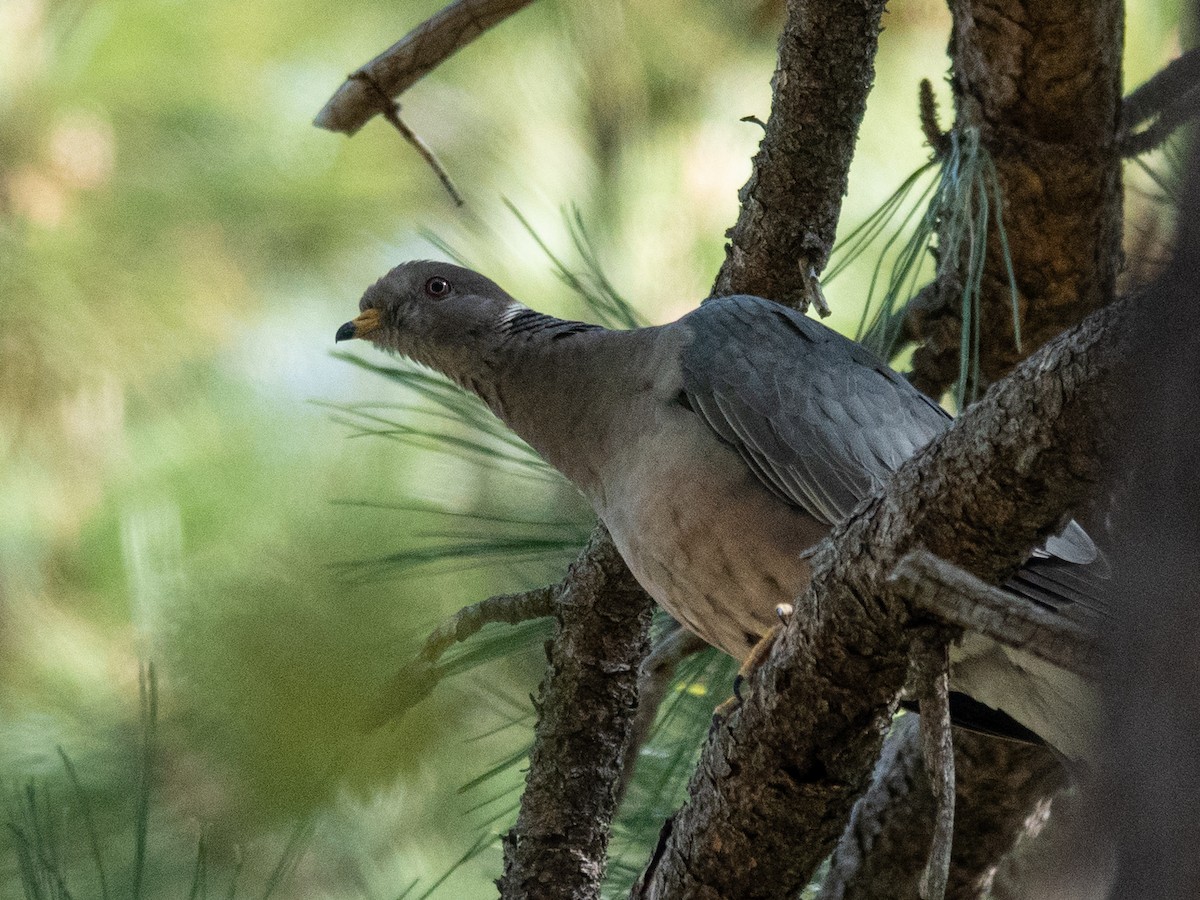 Band-tailed Pigeon - ML619507797