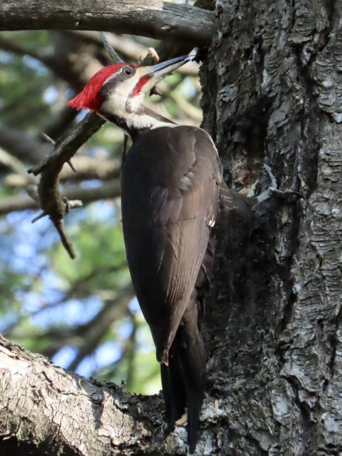 Pileated Woodpecker - ML619507816