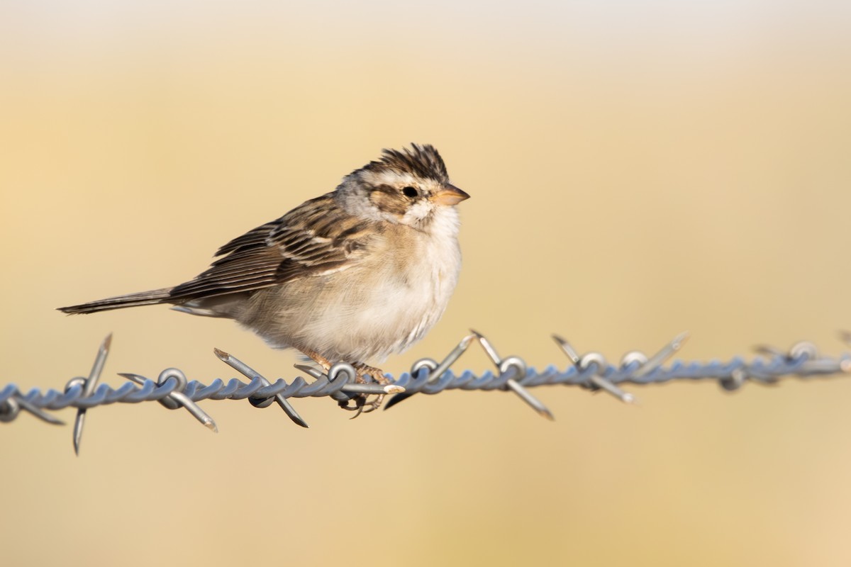 Clay-colored Sparrow - ML619507818