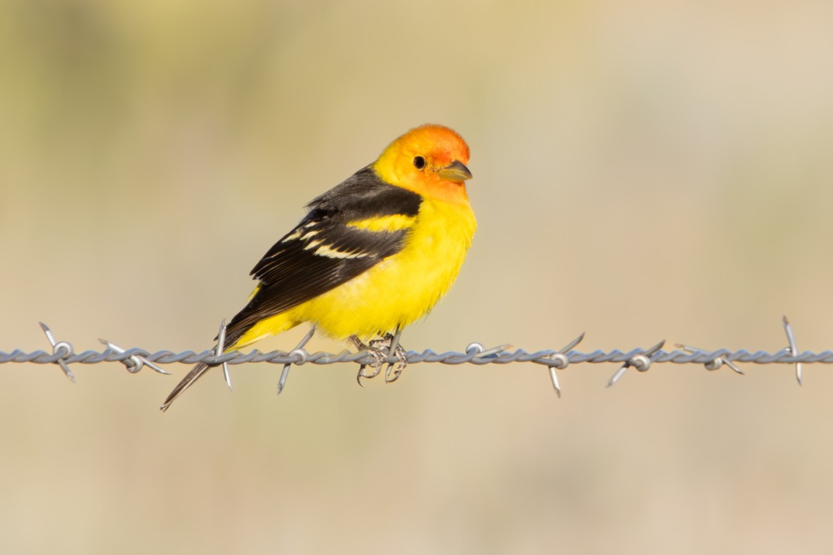 Western Tanager - ML619507843