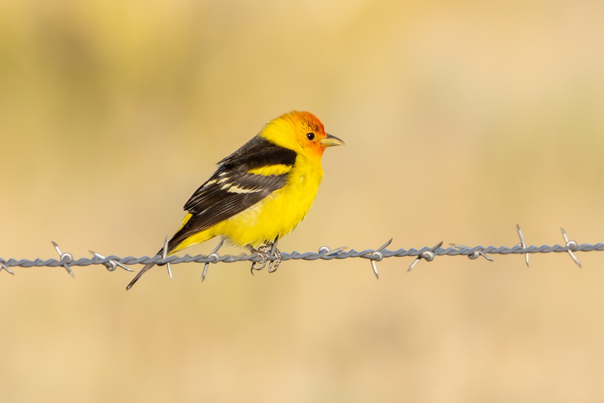 Western Tanager - ML619507844