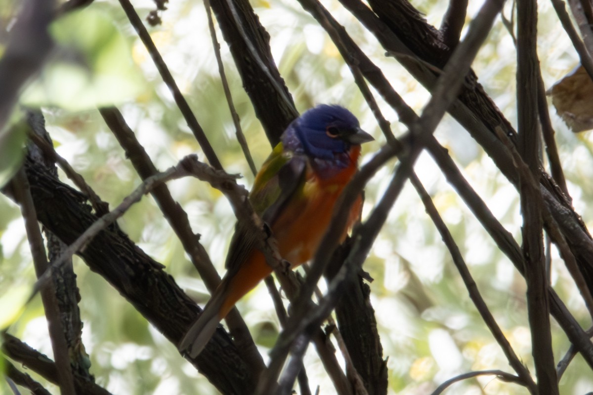 Painted Bunting - ML619507880