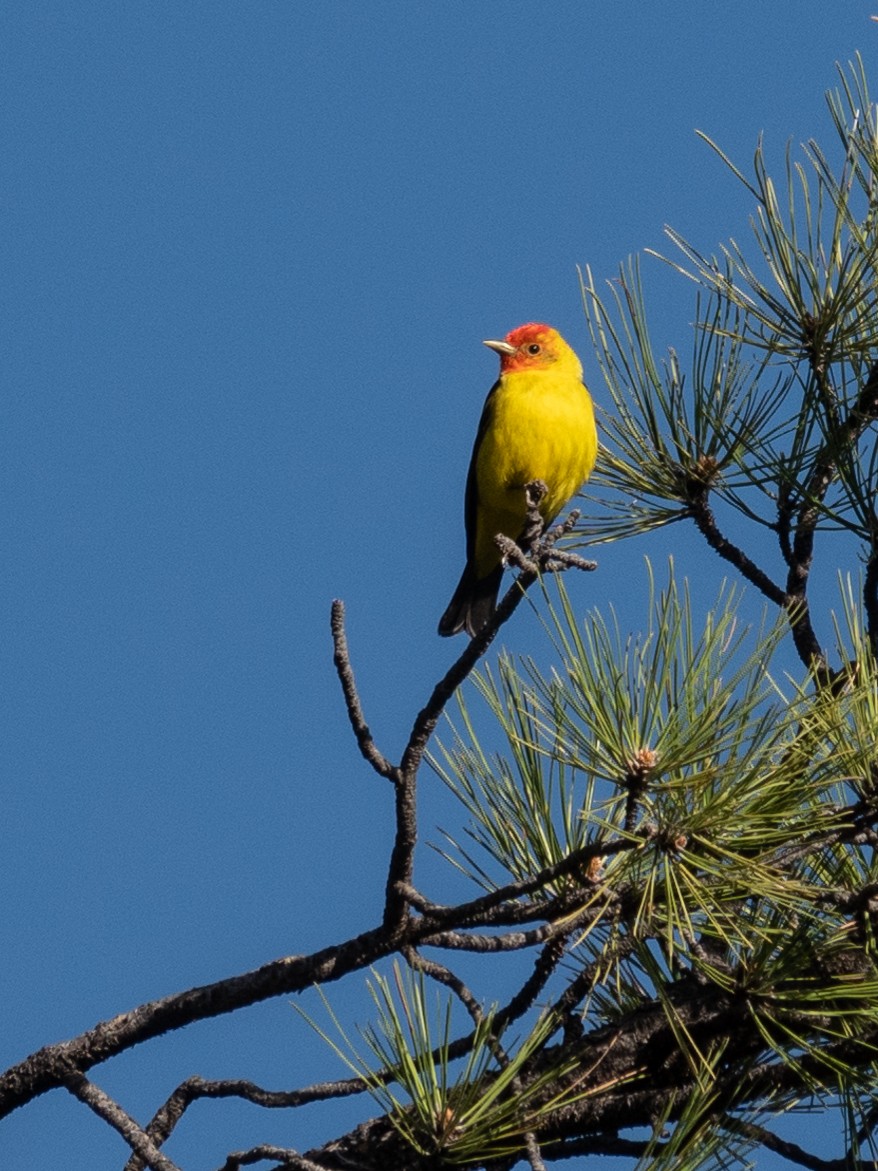 Western Tanager - ML619507881