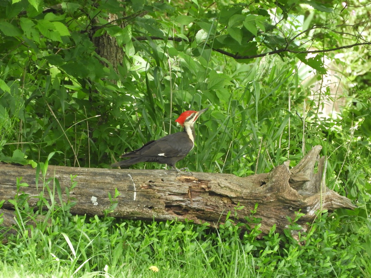 Pileated Woodpecker - ML619507890