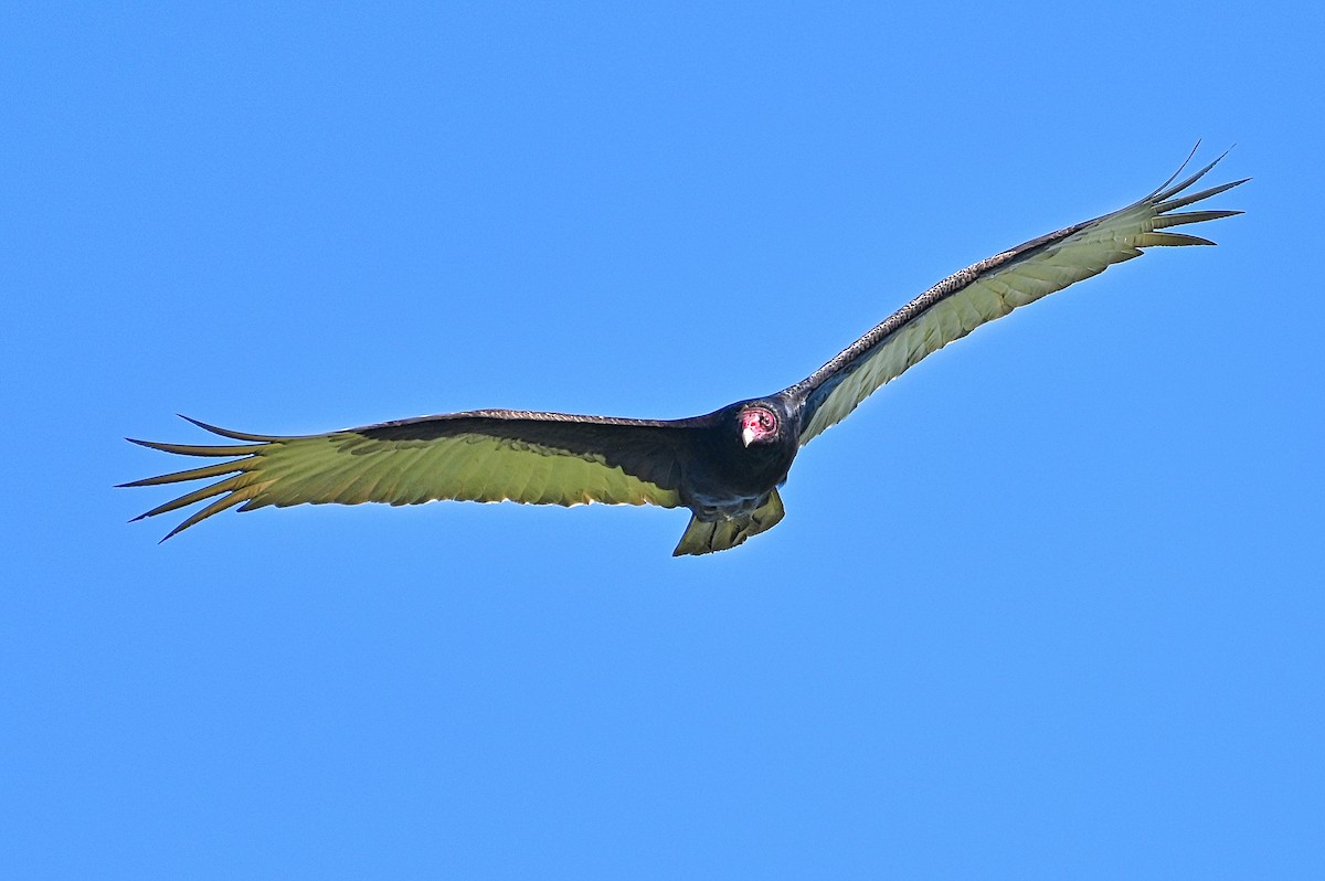 Turkey Vulture - ML619507901