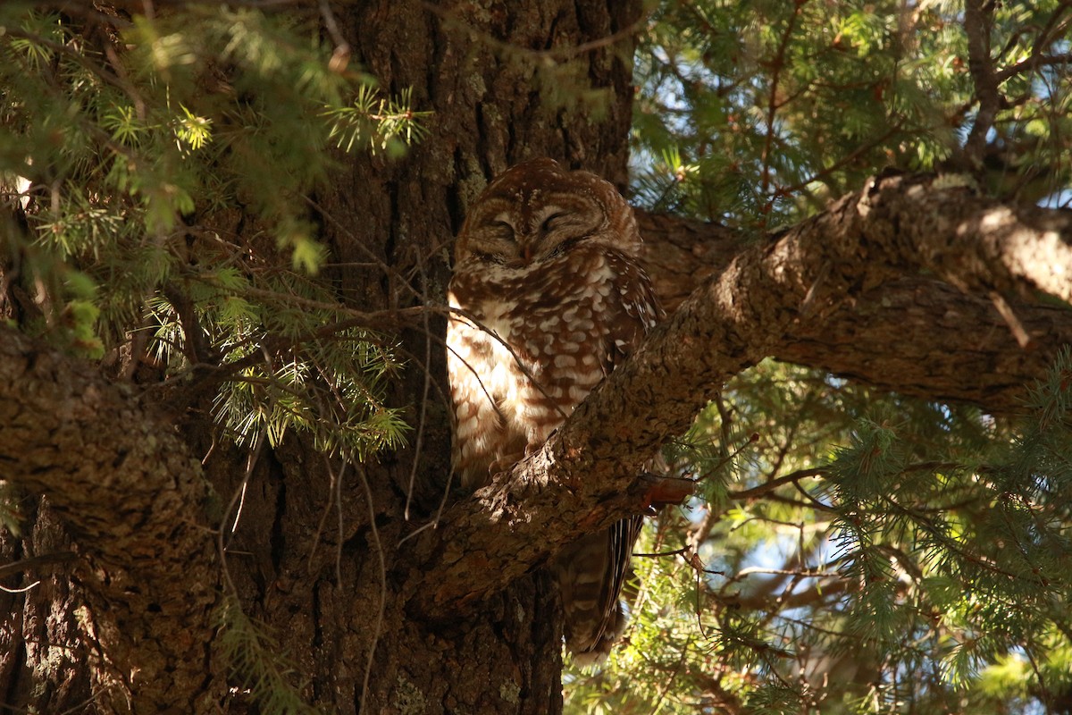 Spotted Owl (Mexican) - ML619507939
