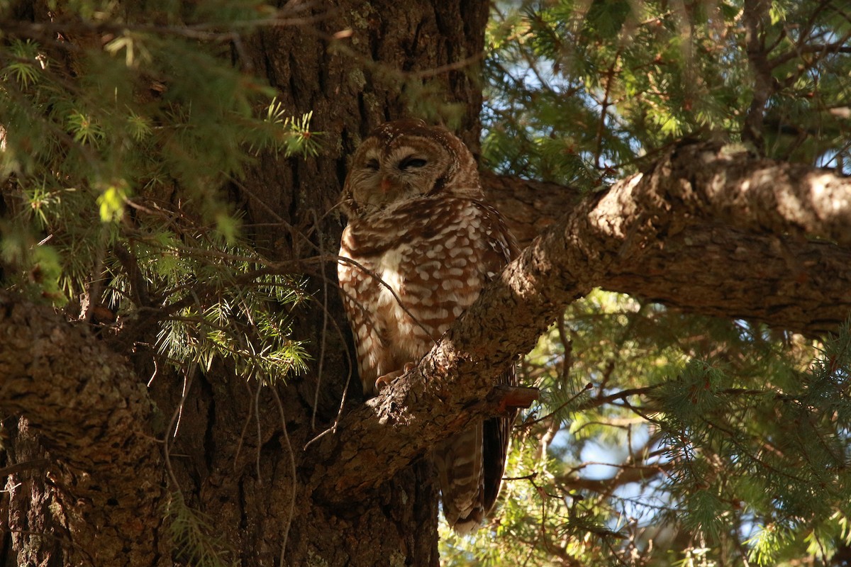 Spotted Owl (Mexican) - ML619507947