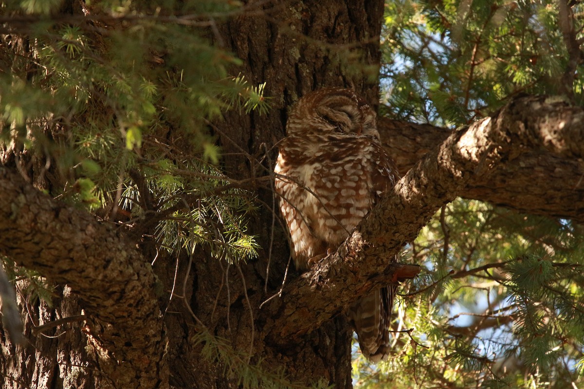 Spotted Owl (Mexican) - ML619507949