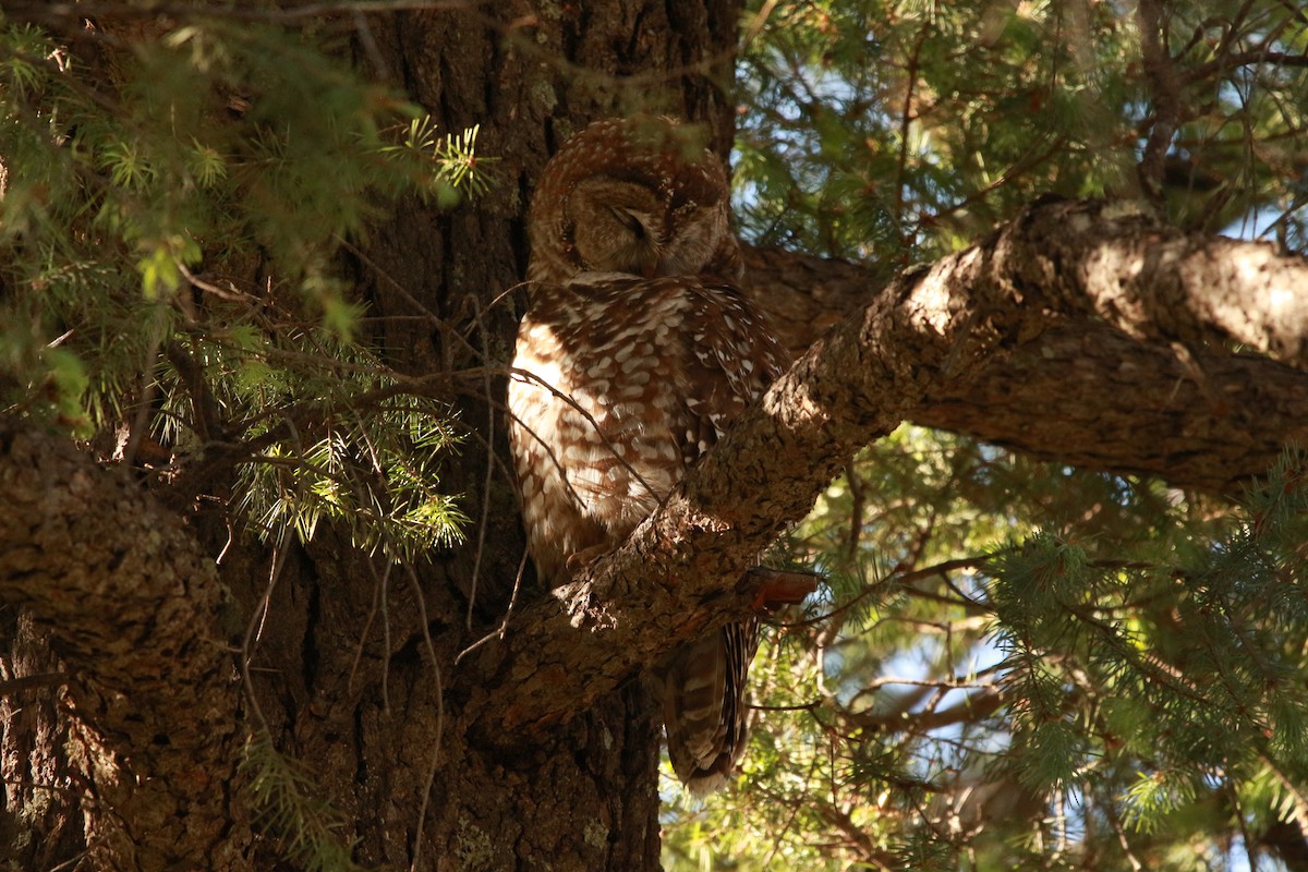 Spotted Owl (Mexican) - ML619507950