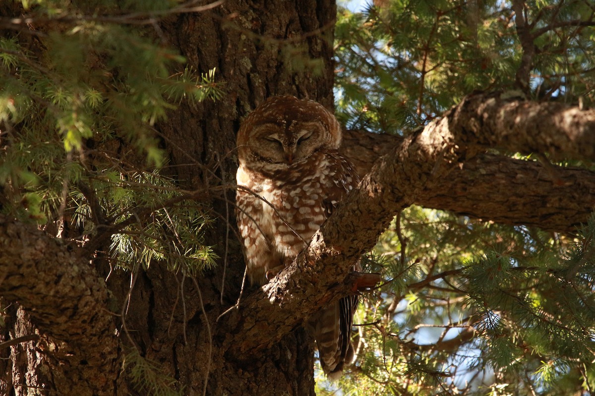 Spotted Owl (Mexican) - ML619507953