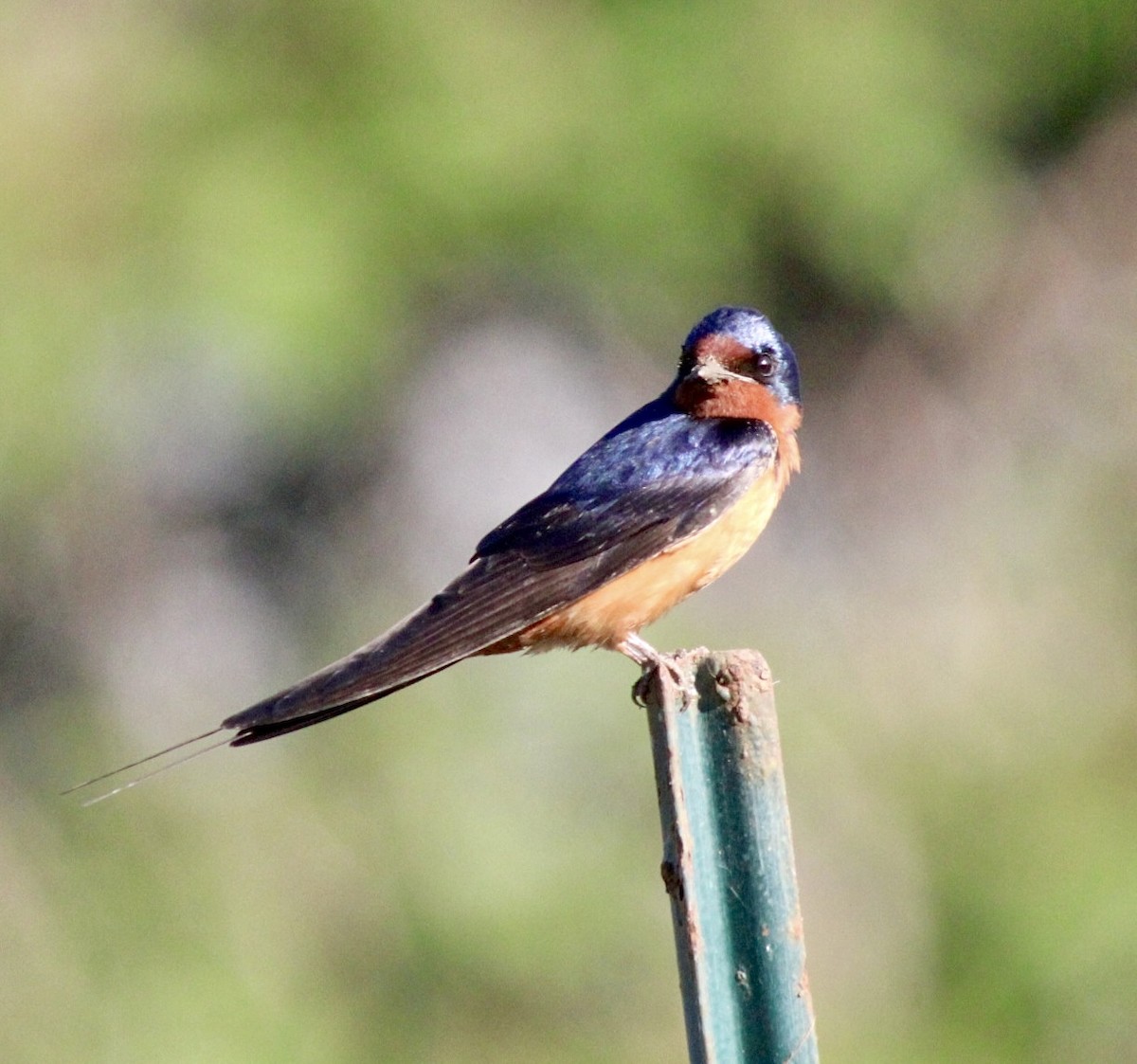 Barn Swallow (American) - ML619507978