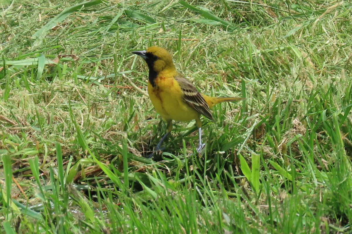 Orchard Oriole - ML619508004