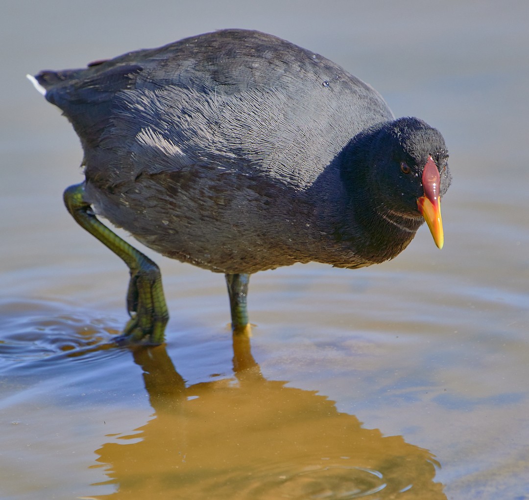 Red-fronted Coot - ML619508013