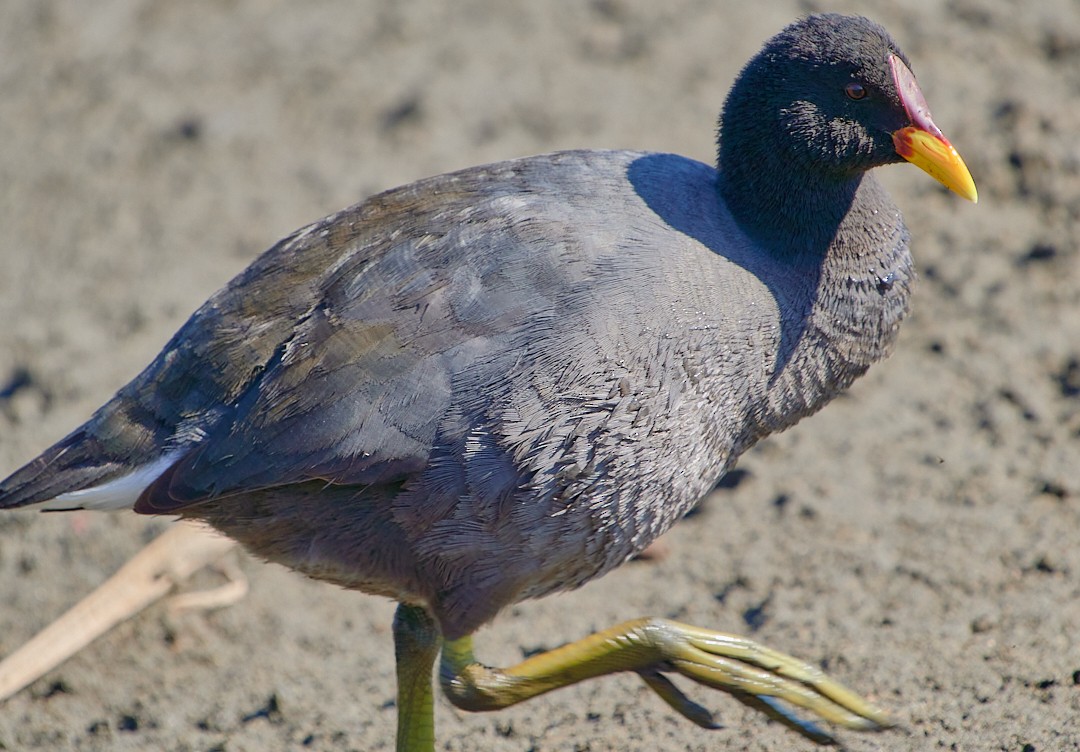 Red-fronted Coot - ML619508014