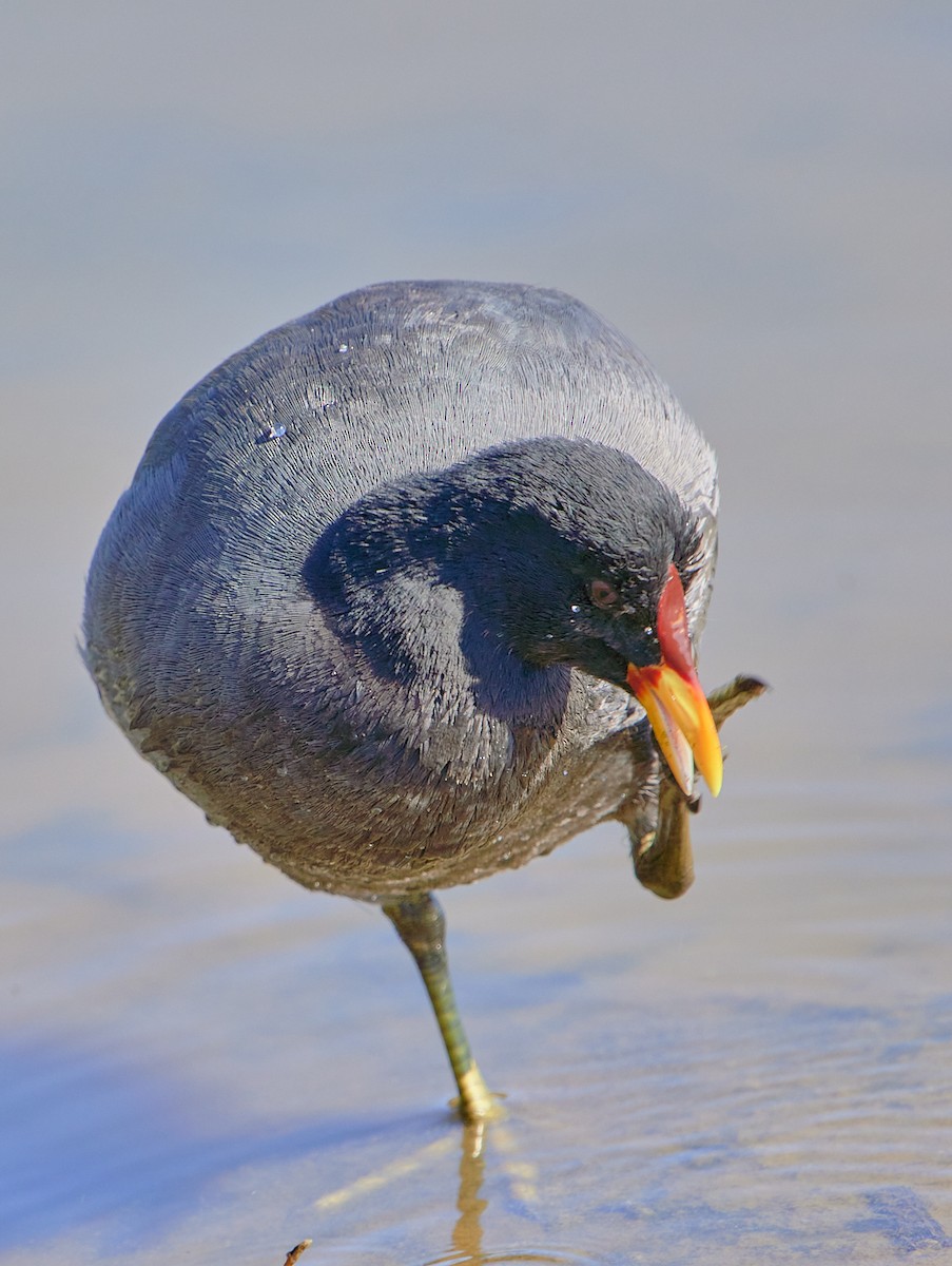 Red-fronted Coot - ML619508015