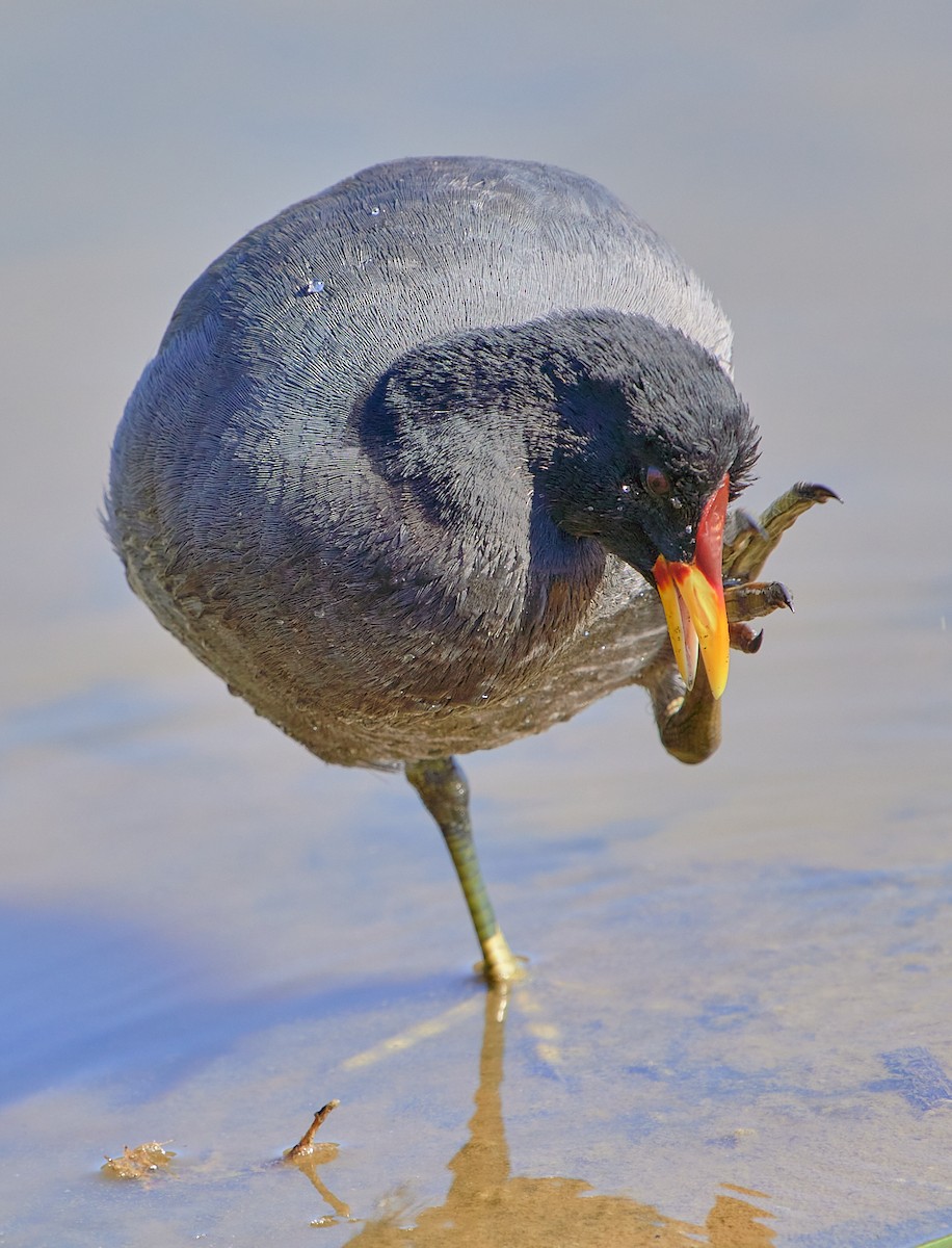 Red-fronted Coot - ML619508016
