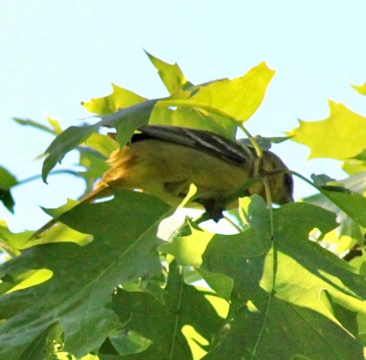 Orchard Oriole - ML619508020
