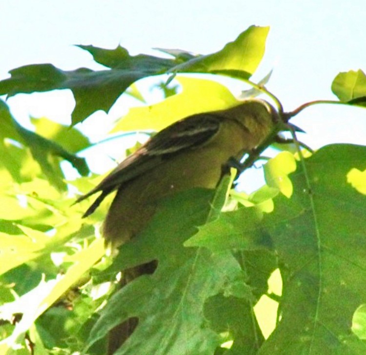 Orchard Oriole - ML619508021