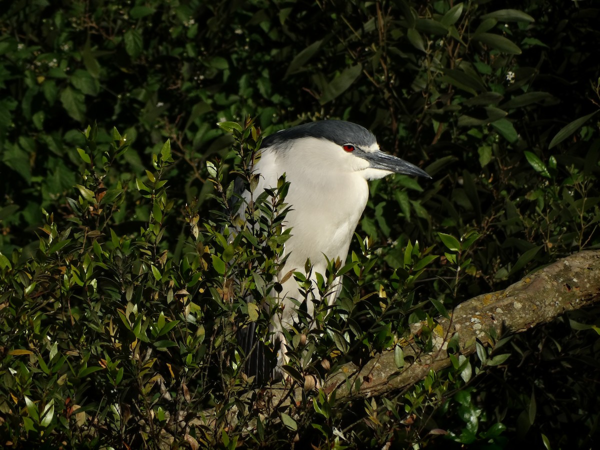 Black-crowned Night Heron - ML619508043